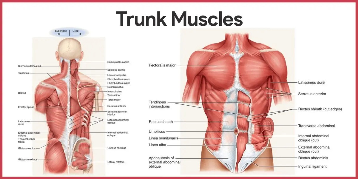 An Insightful Guide to Dermatological and Muscular Conditions